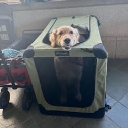 Dog in crate
