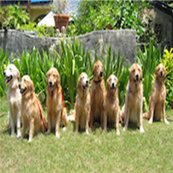 Group of Goldens